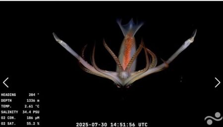 Científicos del Conicet exploran el cañón submarino de Mar del Plata, con sorprendentes hallazgos imagen-4