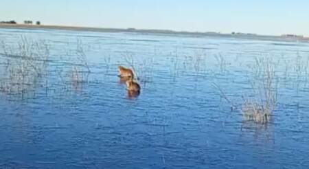 Carpinchos que patinan sobre el hielo: la ola polar en los Esteros del Iberá imagen-8