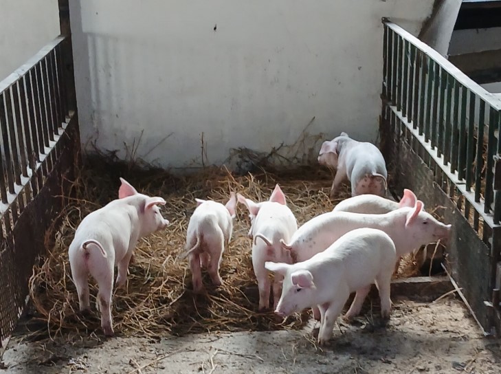 El Gobierno Nacional impulsa la capacitación en producción agropecuaria en las cárceles de todo el país imagen-2