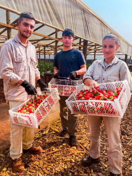 Frutillas de Misiones: logran un rendimiento superior al promedio con tecnologías sustentables imagen-2