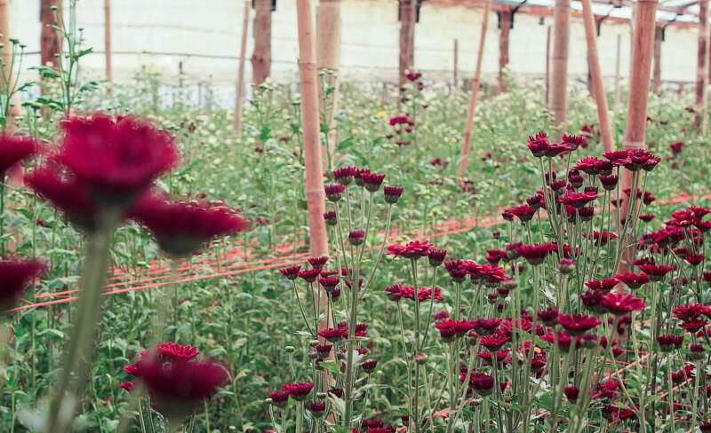 La floricultura misionera accede por primera vez a créditos especiales para potenciar su desarrollo imagen-4