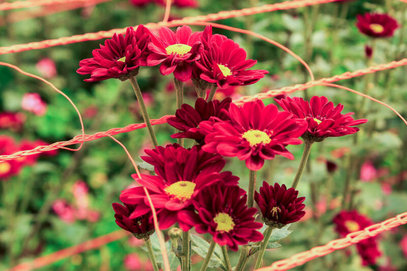 La floricultura misionera accede por primera vez a créditos especiales para potenciar su desarrollo imagen-6