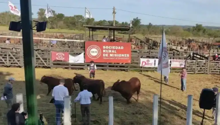Fachinal será sede de la Expo Rural 2025 con animales registrados y capacitaciones sobre búfalos Fachinal será sede de la Expo Rural 2025 con animales registrados y capacitaciones sobre búfalos imagen-25