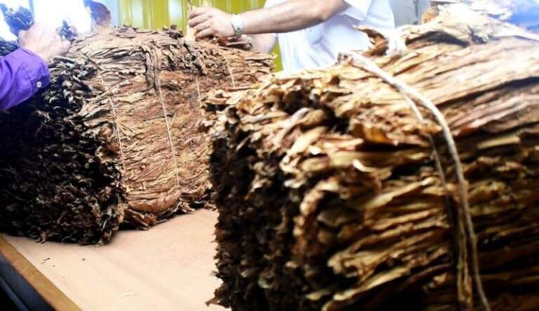 Tabaco: En el mes de agosto se saldaría la primera grilla de esta etapa, anticipan imagen-35