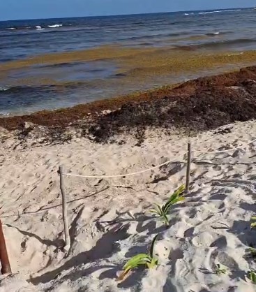 Agencias venden paquetes turísticos a la Riviera Maya sin informar el estado de las playas imagen-6