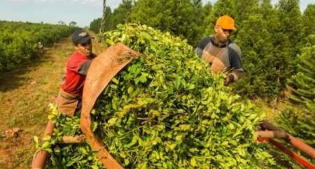 La Uatre pide la prórroga de la compatibilidad del trabajo temporario con los planes sociales imagen-6