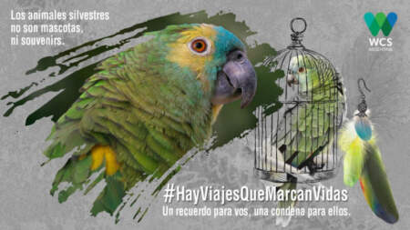 Brindan recomendaciones para cuidar la naturaleza durante las vacaciones y advierten sobre el comercio ilegal de especies silvestres imagen-4