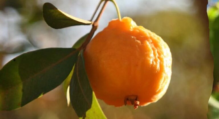 Tres frutales nativos de Misiones entraron al Código Alimentario Argentino imagen-16