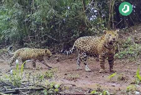 Entusiasmo por la aparición de una yaguareté con cría en la zona binacional de las Cataratas del Iguazú imagen-3