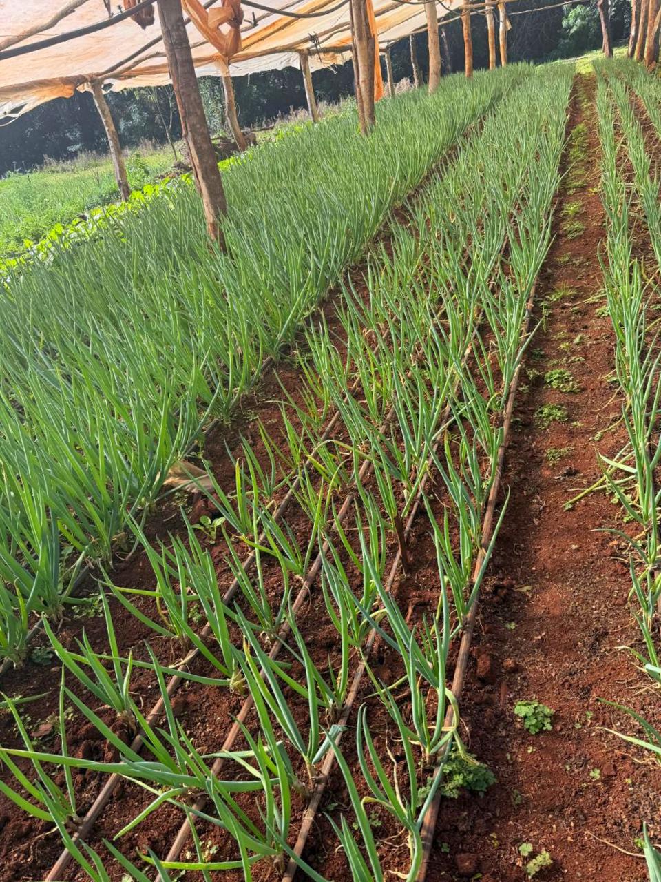 Arraigo rural: jóvenes que eligen vivir en la chacra recibieron insumos para seguir produciendo imagen-2