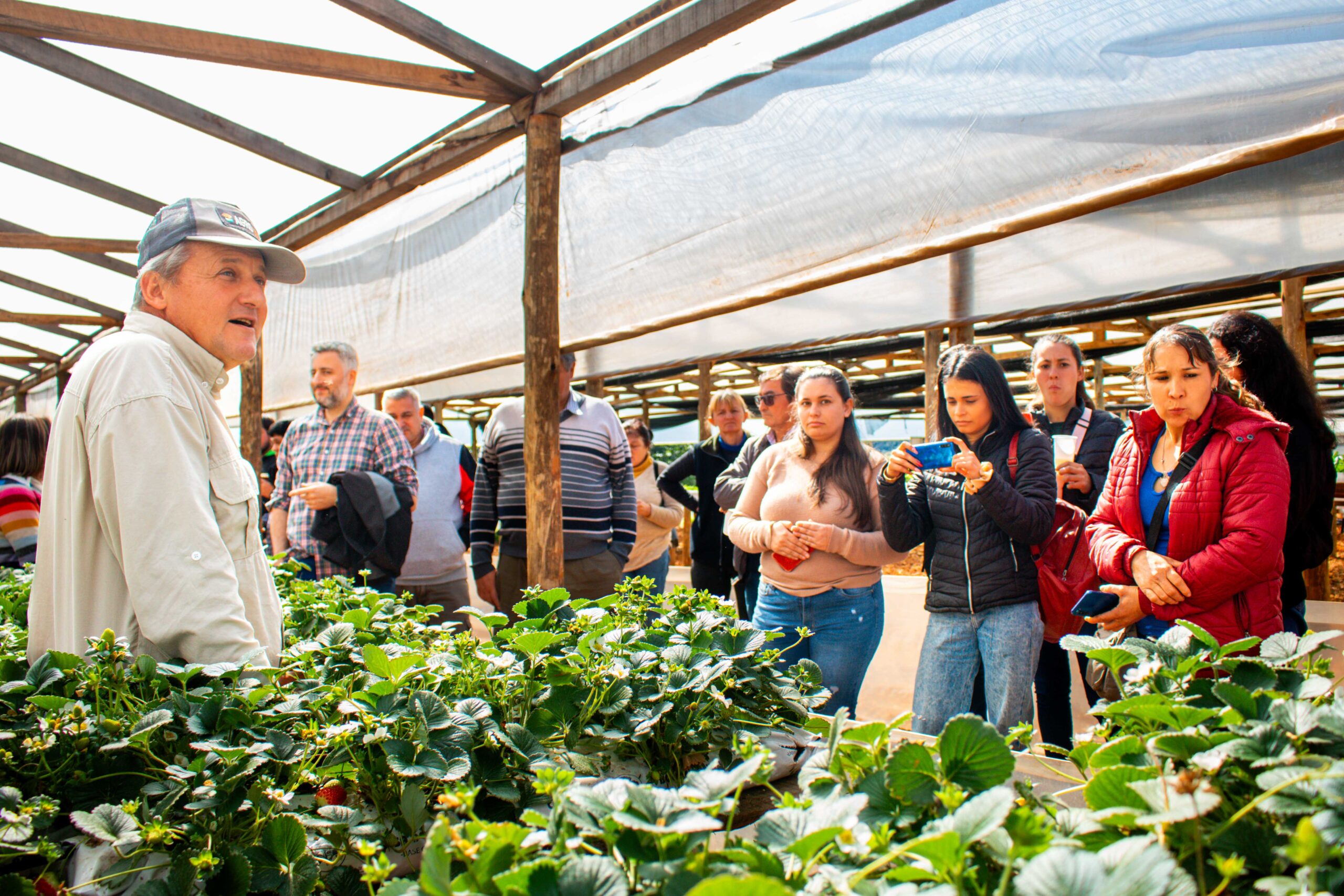 Tecnología y alto rendimiento: Biofábrica y Agro impulsan la producción de frutillas en Misiones imagen-6