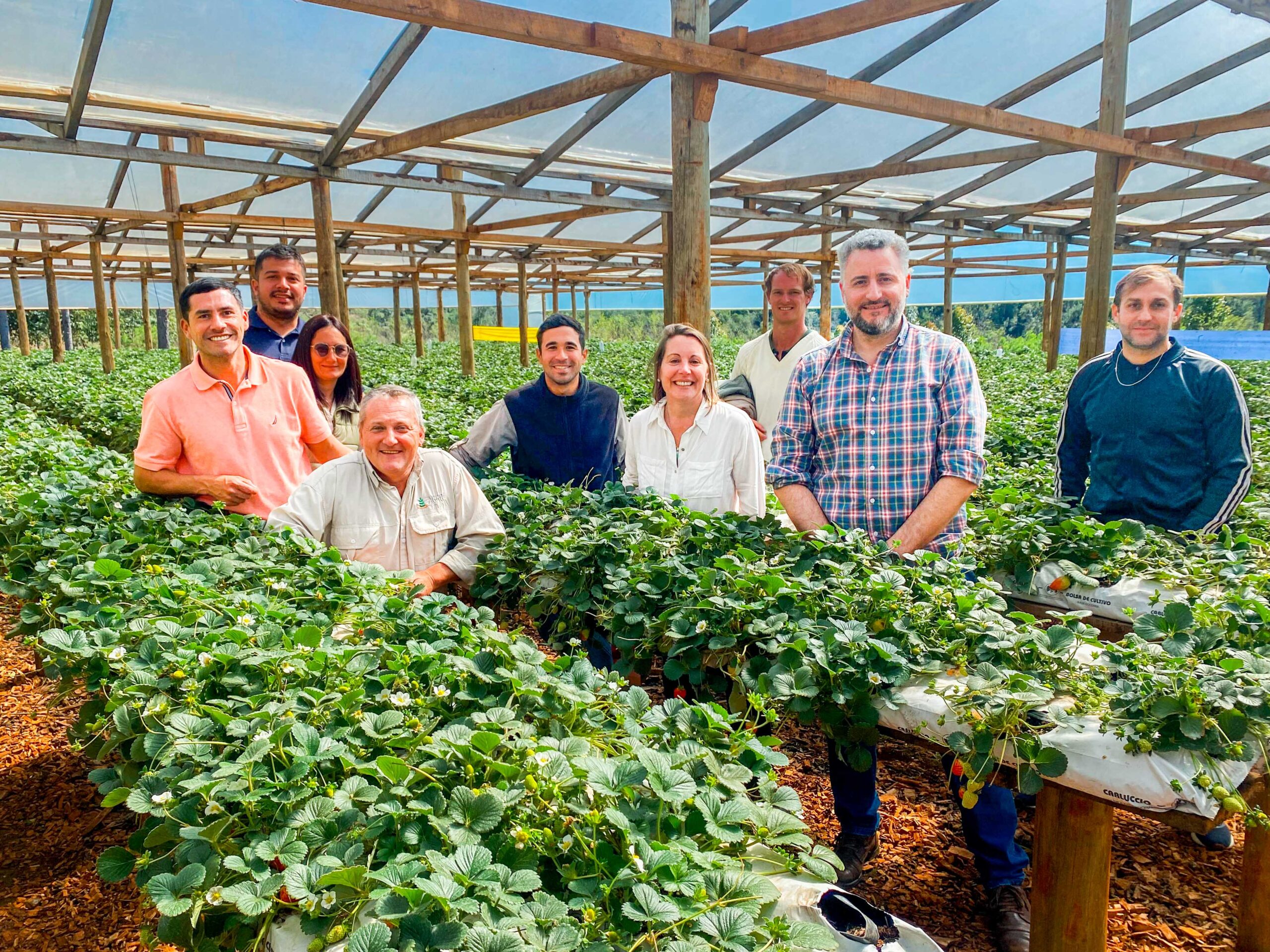 Tecnología y alto rendimiento: Biofábrica y Agro impulsan la producción de frutillas en Misiones imagen-2