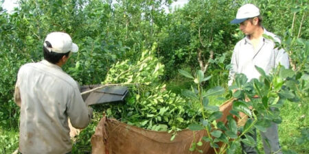 Nuevas medidas del Gobierno nacional para el INYM: "Reiteramos nuestro llamado de atención sobre los riesgos de mayor concentración en el sector", advirtió Passalacqua imagen-5