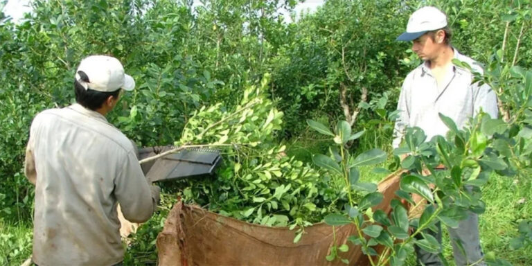 Nuevas medidas del Gobierno nacional para el INYM: "Reiteramos nuestro llamado de atención sobre los riesgos de mayor concentración en el sector", advirtió Passalacqua imagen-45