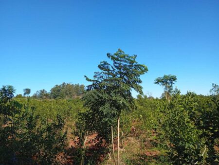 El INYM continúa con la incorporación de árboles nativos en el cultivo de yerba mate imagen-10