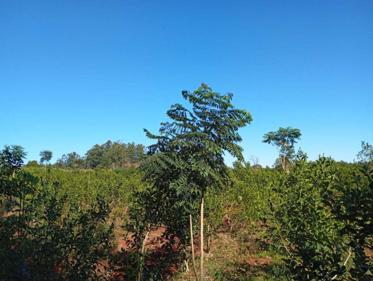 El INYM continúa con la incorporación de árboles nativos en el cultivo de yerba mate imagen-7