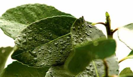 El INYM desmiente mensajes de WhatsApp sobre beneficios para comprar vehículos imagen-8