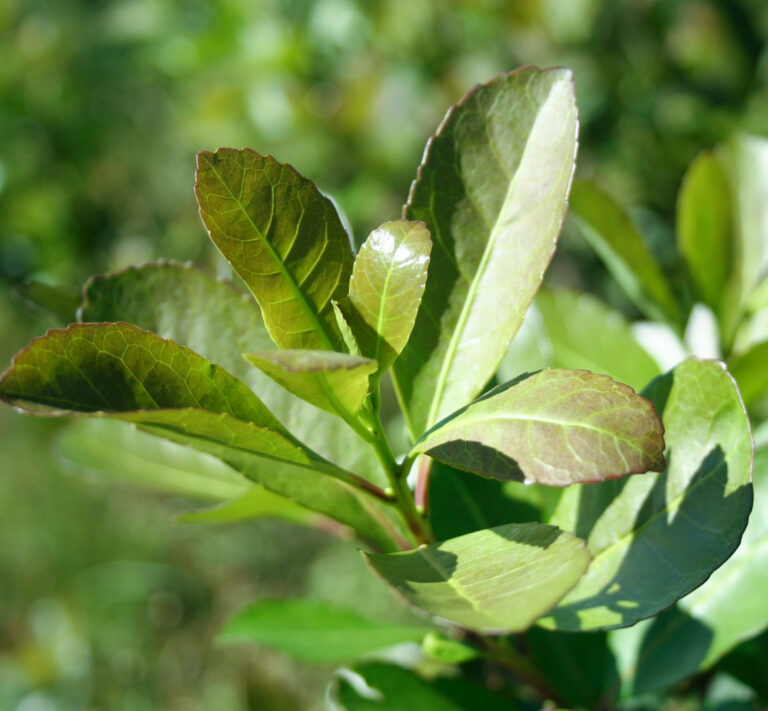 Actualizan el Costo de Producción de la Hoja Verde de Yerba Mate Actualizan el Costo de Producción de la Hoja Verde de Yerba Mate imagen-50