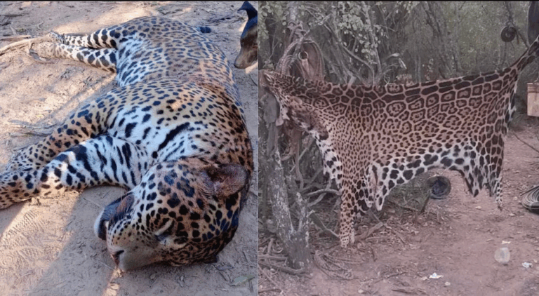 Comienza el juicio contra los cuatro hombres acusados de cazar y carnear a un yaguareté en Formosa imagen-36