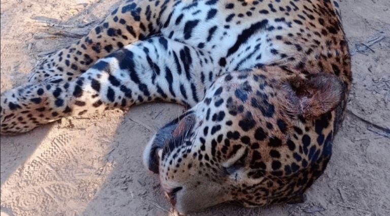 Fallo histórico: cuatro acusados de cazar y carnear a un yaguareté en Formosa acordaron un juicio abreviado imagen-25