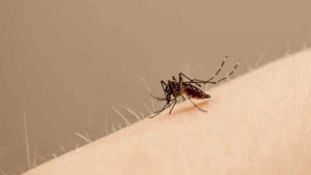 Día Internacional contra el Dengue: cómo identificar al mosquito transmisor y reducir el riesgo imagen-5