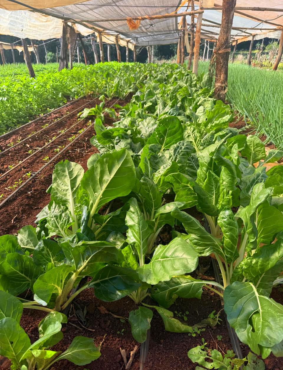 Arraigo rural: jóvenes que eligen vivir en la chacra recibieron insumos para seguir produciendo imagen-14
