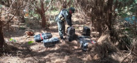 Divisado en la espesura del monte, secuestran media tonelada de marihuana en Puerto Libertad Divisado en la espesura del monte, secuestran media tonelada de marihuana en Puerto Libertad imagen-8