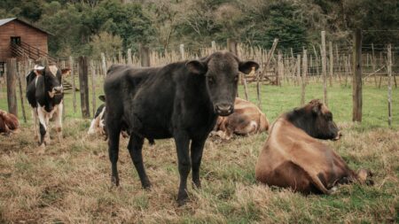 Entrega de toros y ovinos para fortalecer la cuenca lechera de Misiones imagen-7