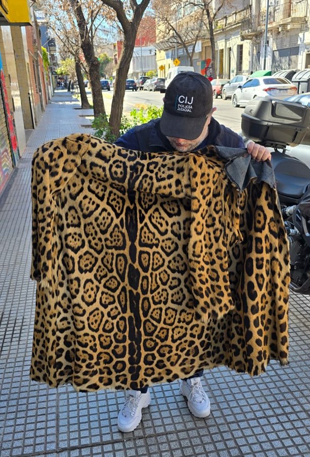 Decomisan un tapado de piel de Yaguareté en pleno Buenos Aires Decomisan un tapado de piel de Yaguareté en pleno Buenos Aires imagen-1