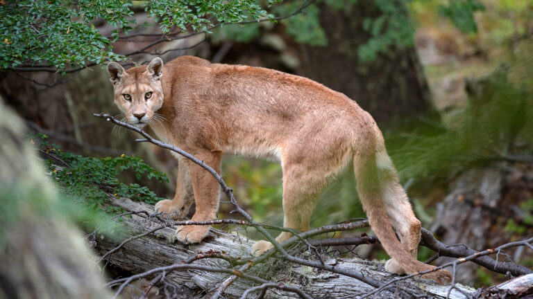 Día Internacional del Puma: conservación, protección y desafíos en Argentina Día Internacional del Puma: conservación, protección y desafíos en Argentina imagen-19