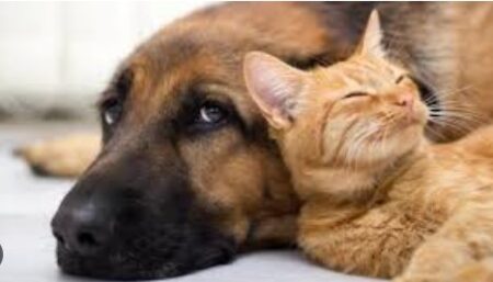 Proponen la creación del Juzgado de Protección Animal Proponen la creación del Juzgado de Protección Animal imagen-10