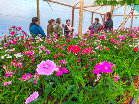 Nació MisioFlor, la primera cooperativa florícola de la provincia imagen-5
