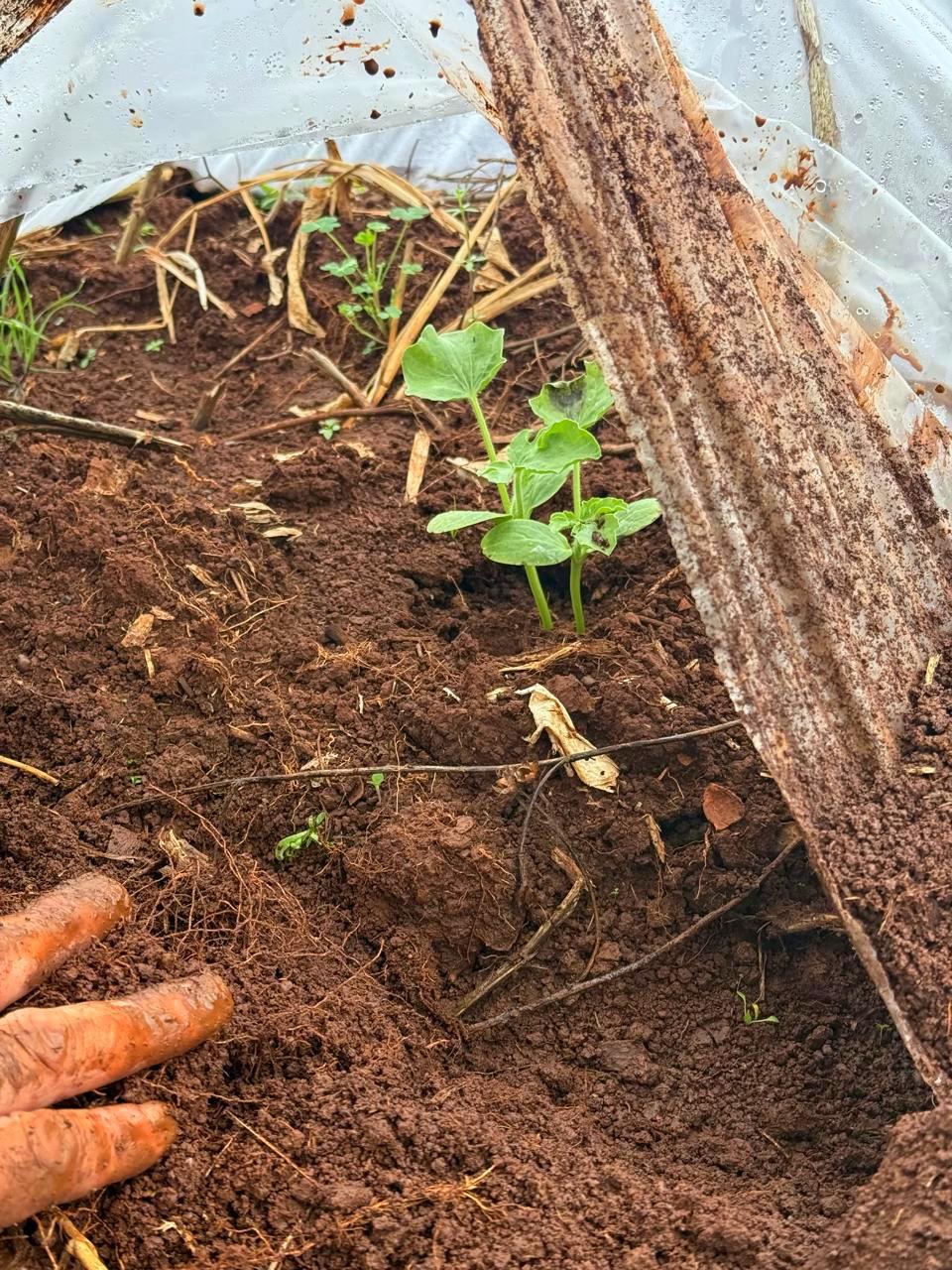 Arraigo rural: jóvenes que eligen vivir en la chacra recibieron insumos para seguir produciendo imagen-12