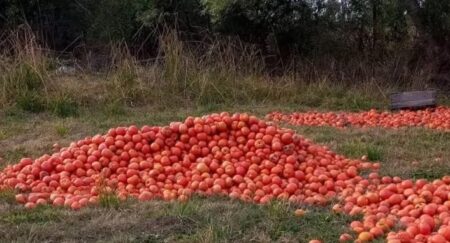 Crisis de las economías regionales: tirar o regalar, las únicas opciones de los productores de tomates en Corrientes imagen-9