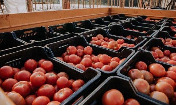 Crisis de las economías regionales: tirar o regalar, las únicas opciones de los productores de tomates en Corrientes imagen-2
