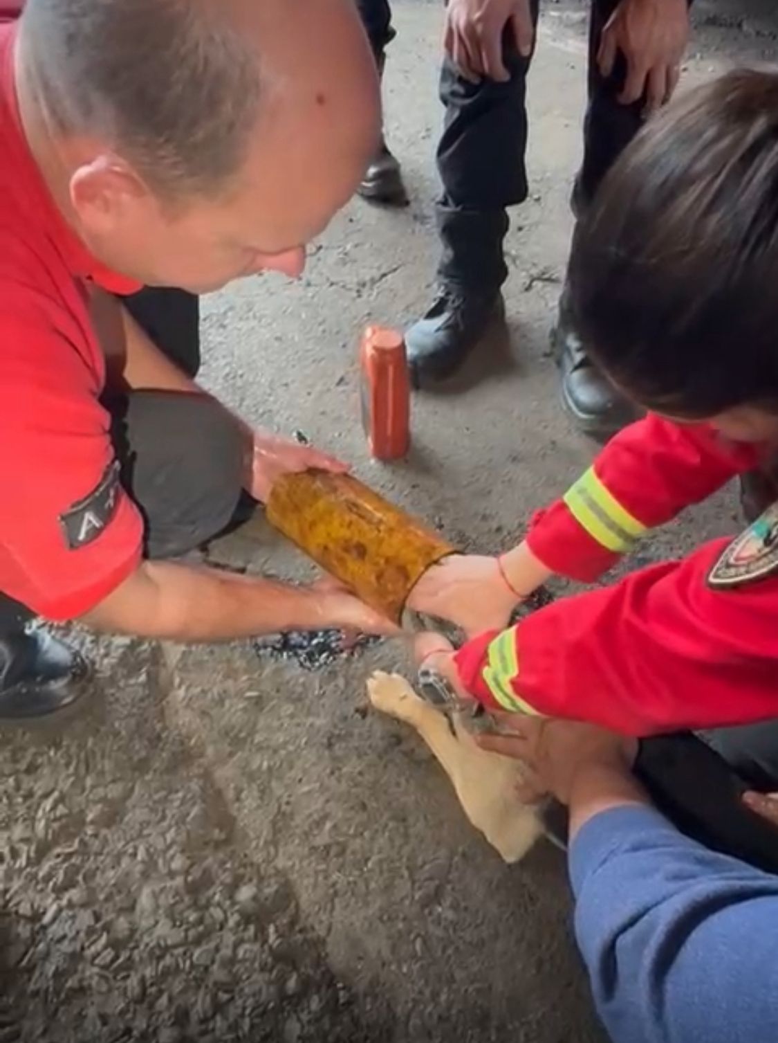 Triple intervención de bomberos: Una mujer asistida por un anillo atascado, un perro atrapado en un caño y un gato rescatado de un poste 5 Triple intervención de bomberos: Una mujer asistida por un anillo atascado, un perro atrapado en un caño y un gato rescatado de un poste imagen-4
