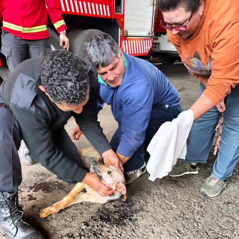 Triple intervención de bomberos: Una mujer asistida por un anillo atascado, un perro atrapado en un caño y un gato rescatado de un poste imagen-26