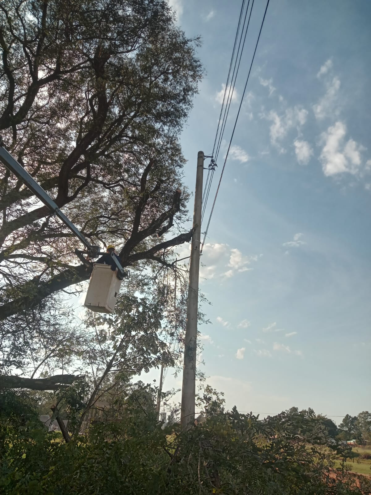 Mantenimiento y despeje de líneas en cuatro barrios de Candelaria Mantenimiento y despeje de líneas en cuatro barrios de Candelaria imagen-1