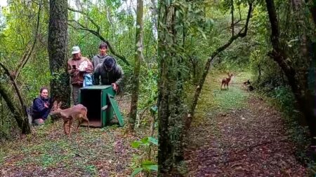 Liberaron a un venado pardo rehabilitado en el Parque Ecológico El Puma imagen-10
