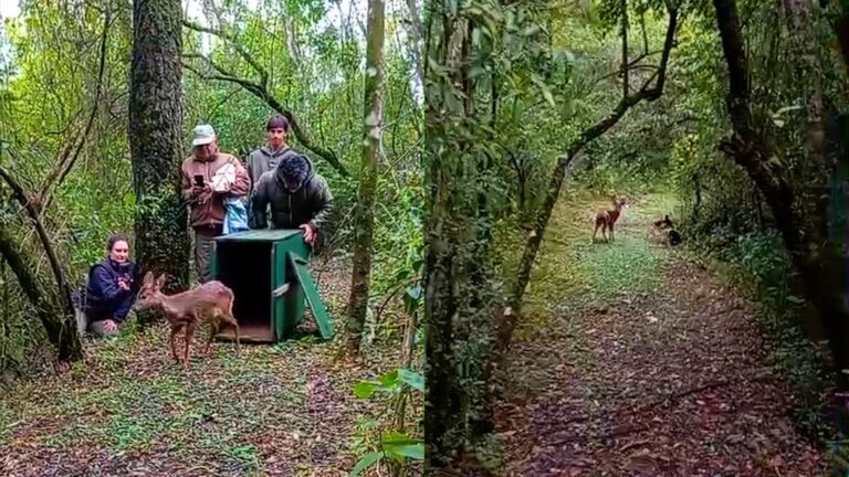 Liberaron a un venado pardo rehabilitado en el Parque Ecológico El Puma imagen-15