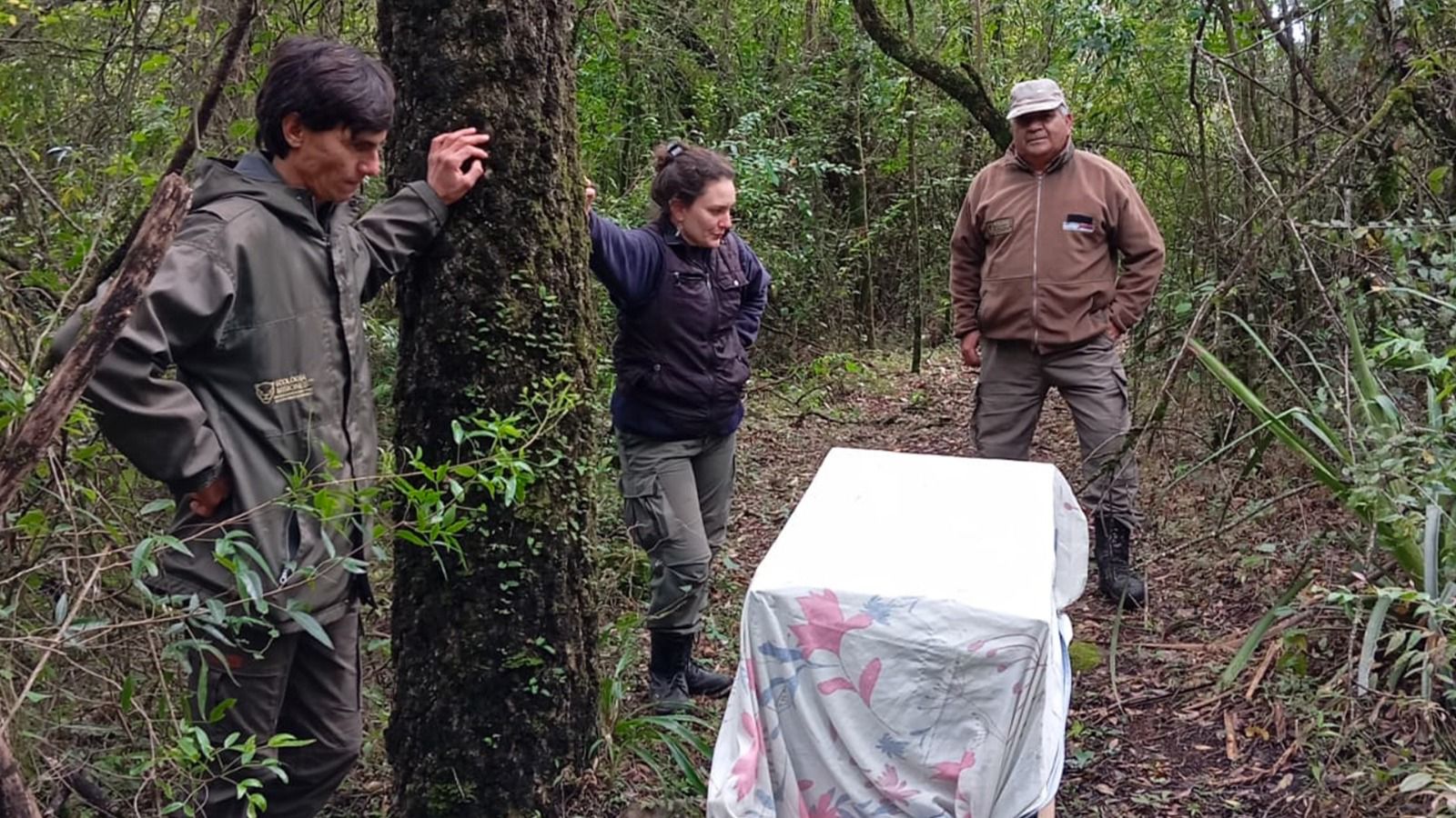 Liberaron a un venado pardo rehabilitado en el Parque Ecológico El Puma imagen-2