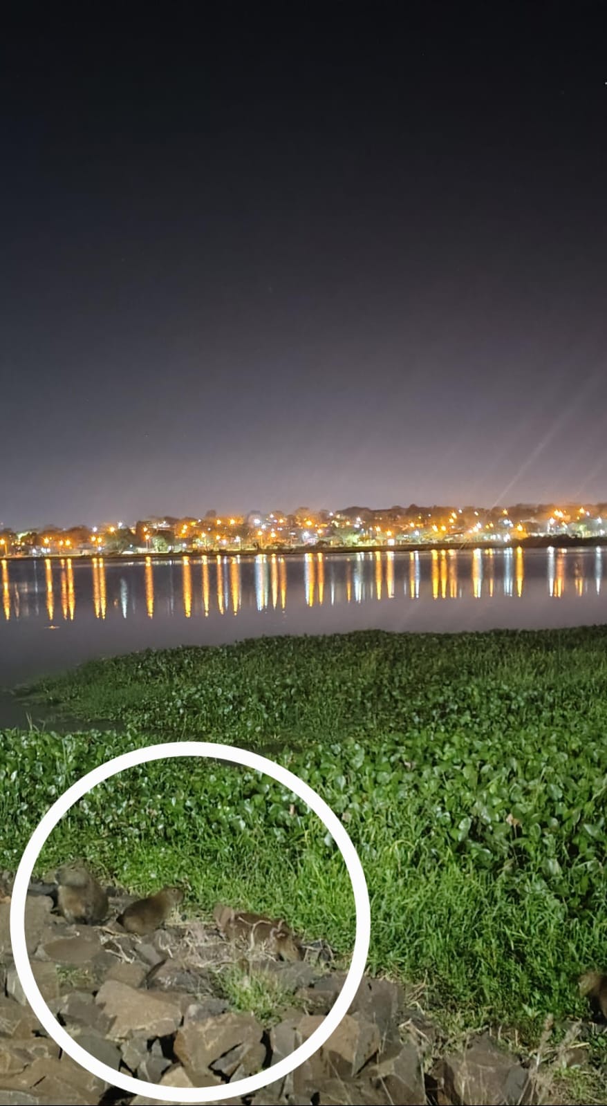 Carpinchos en la Costanera de Posadas: atractivo turístico y llamado al cuidado ambiental 3 Carpinchos en la Costanera de Posadas: atractivo turístico y llamado al cuidado ambiental imagen-2