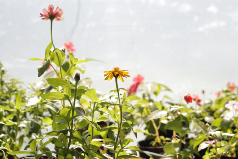 Vivero Municipal: un pulmón verde que cultiva vida Vivero Municipal: un pulmón verde que cultiva vida imagen-16