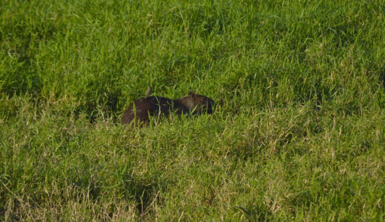 Ecología realizó una jornada de concientización sobre los carpinchos en la Costanera de Posadas Ecología realizó una jornada de concientización sobre los carpinchos en la Costanera de Posadas imagen-45