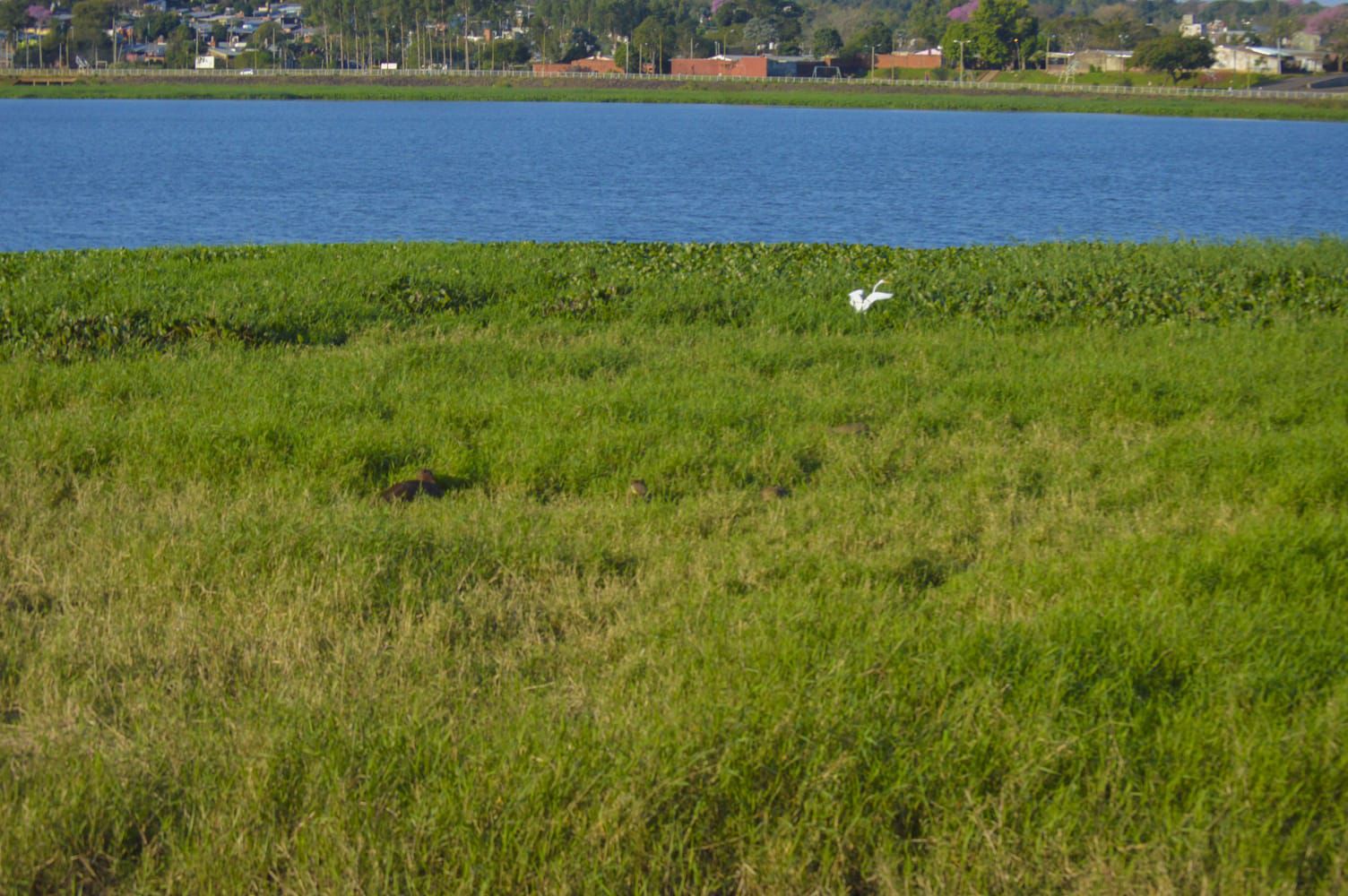 Ecología realizó una jornada de concientización sobre los carpinchos en la Costanera de Posadas imagen-2