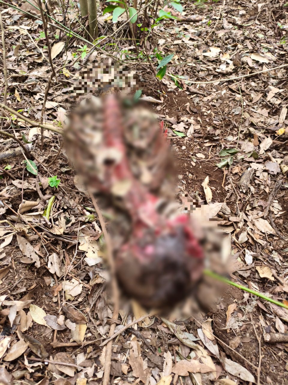 Macabro: hallaron restos humanos calcinados en una zona rural de Bernardo de Irigoyen 5 Macabro: hallaron restos humanos calcinados en una zona rural de Bernardo de Irigoyen imagen-4