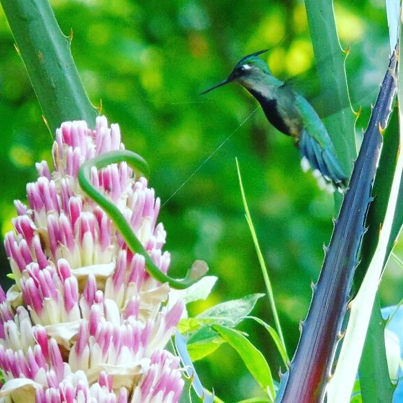 "Volar 2025": Puerto Iguazú se prepara para recibir a visitantes del Encuentro Internacional de Observación de Aves de Misiones imagen-4