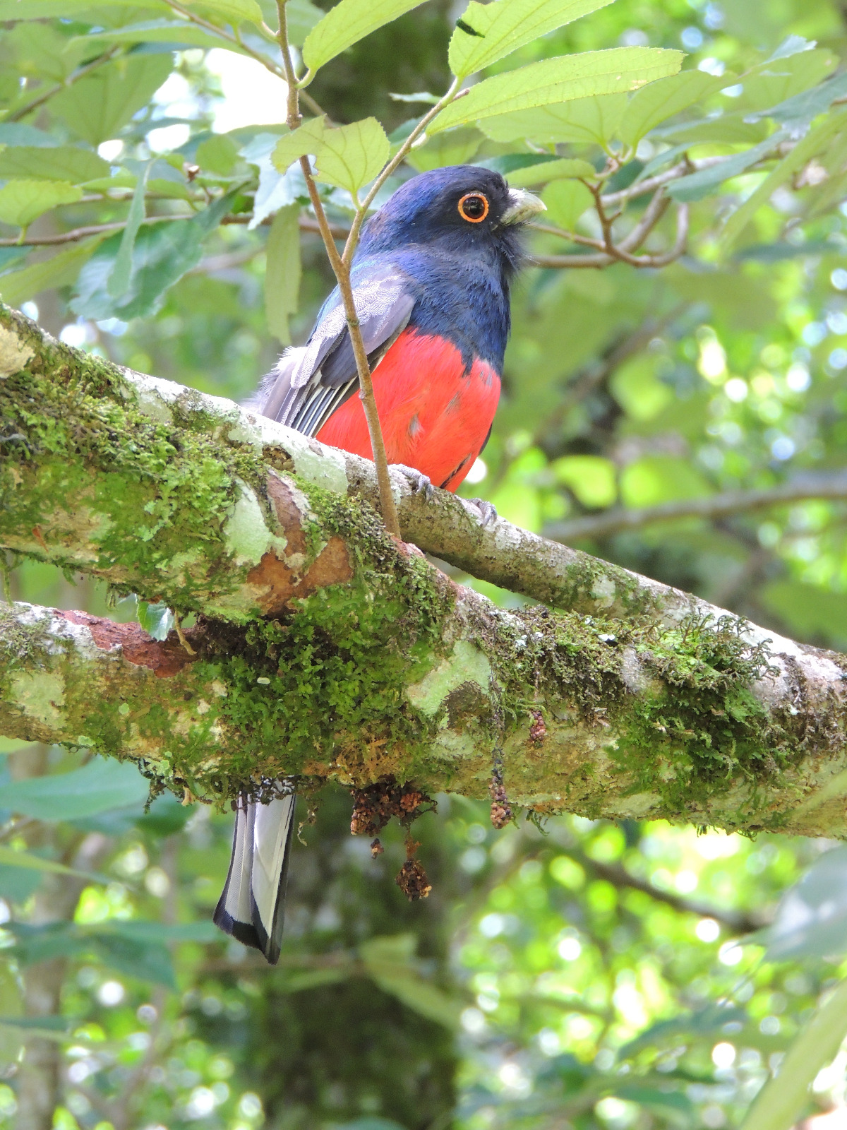 "Volar 2025": Puerto Iguazú se prepara para recibir a visitantes del Encuentro Internacional de Observación de Aves de Misiones imagen-6