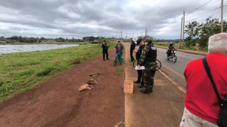 La Policía inició la investigación por el carpincho faenado, hallado en la Reserva El Zaimán La Policía inició la investigación por el carpincho faenado, hallado en la Reserva El Zaimán imagen-5