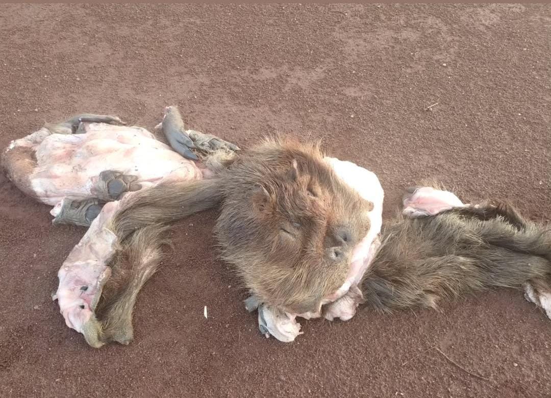 Faenaron carpinchos en la reserva de El Zaimán: repudio y preocupación vecinal 3 Faenaron carpinchos en la reserva de El Zaimán: repudio y preocupación vecinal imagen-2